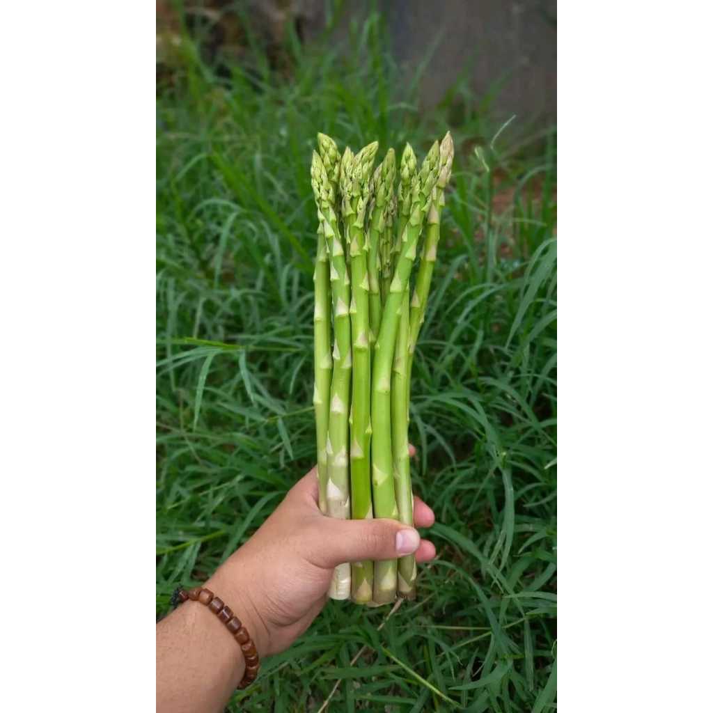 Polybag Bibit Benih Asparagus F1 USA Bonggol Akar Apargus Aspragus Manis Siap Tanam