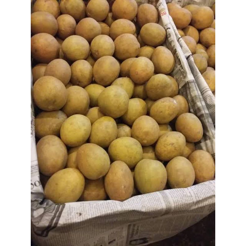 

Sawo Madu Siap Matang Fresh petik