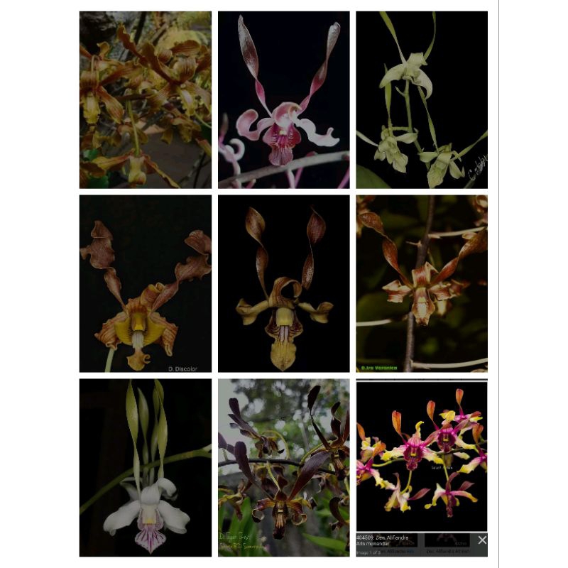 botol anggrek bulan hybrid