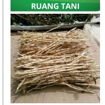 

AKAR ILALANG 1KG