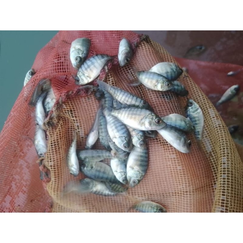 bibit nila kekar saringan 2-3cm