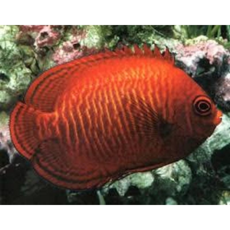 Ikan Hias Laut Angel Maria