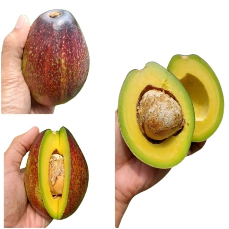 

alpukat avocado pokat puket mentah 1KG (sekilo) 1000gram