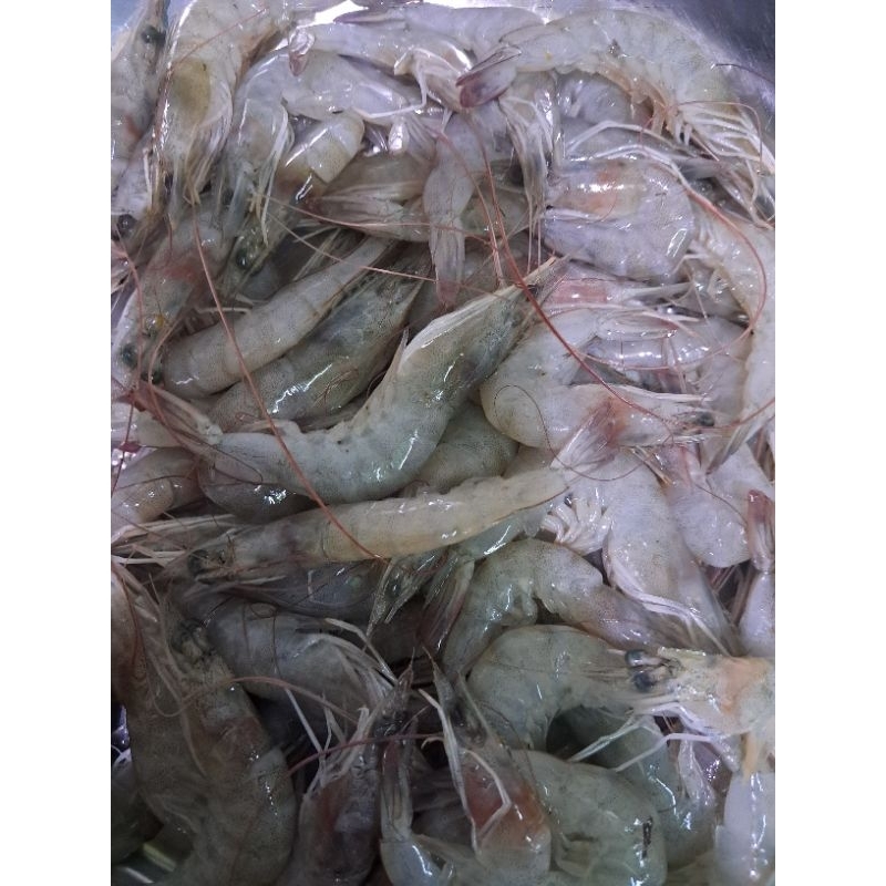 

Udang Fresh Sedang 1/4kg