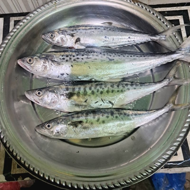 

Ikan Tenggiri Fress 1/2kg