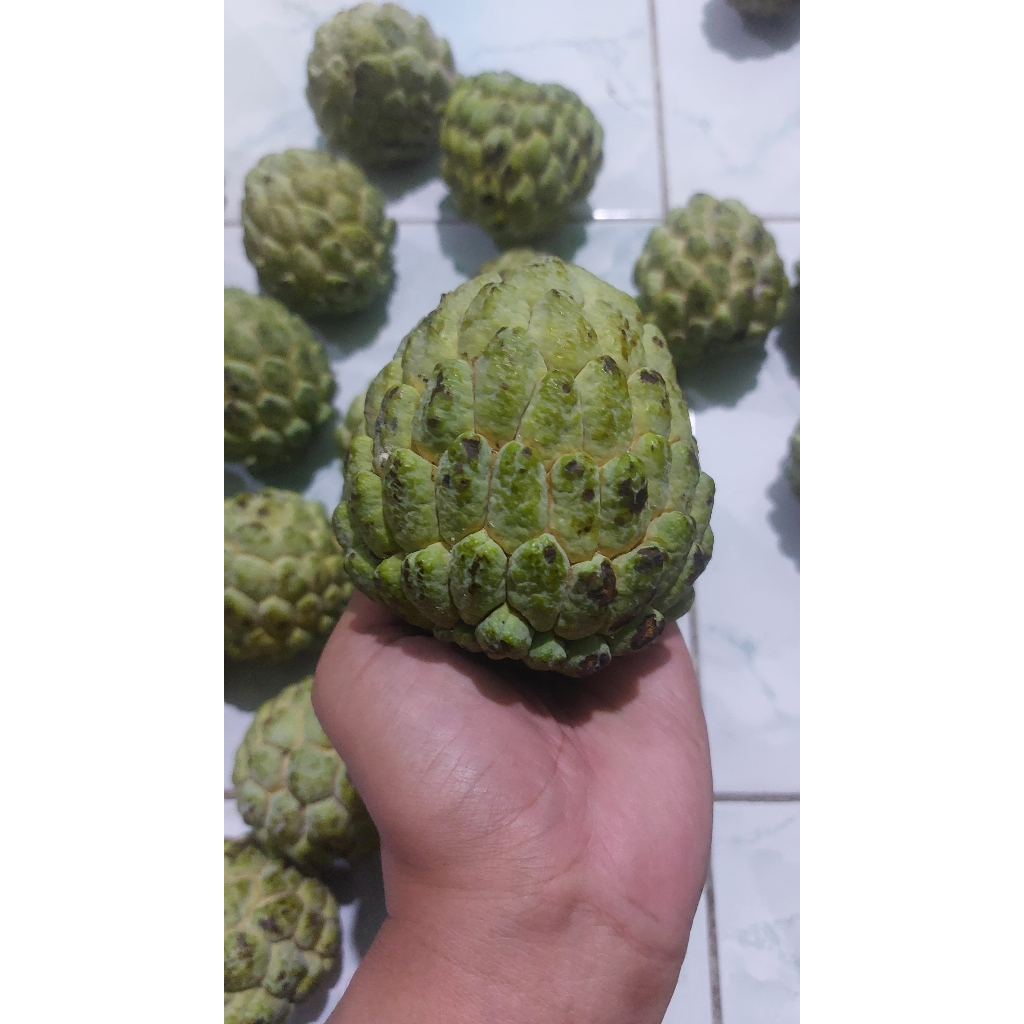 

Buah Srikaya Lokal Super 1KG