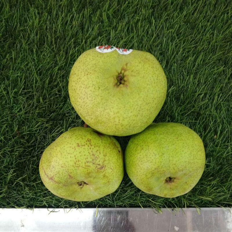 

Buah Pear packam manis Satuan ukuran 270 G