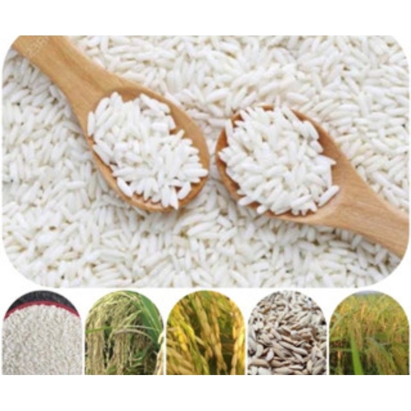 Benih ketan putih bibit padi ketan putih 1 kg-az