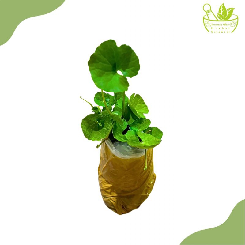 Tanaman Herbal Daun Pegagan/Bibit Tanaman Daun Pegagan/Antanan