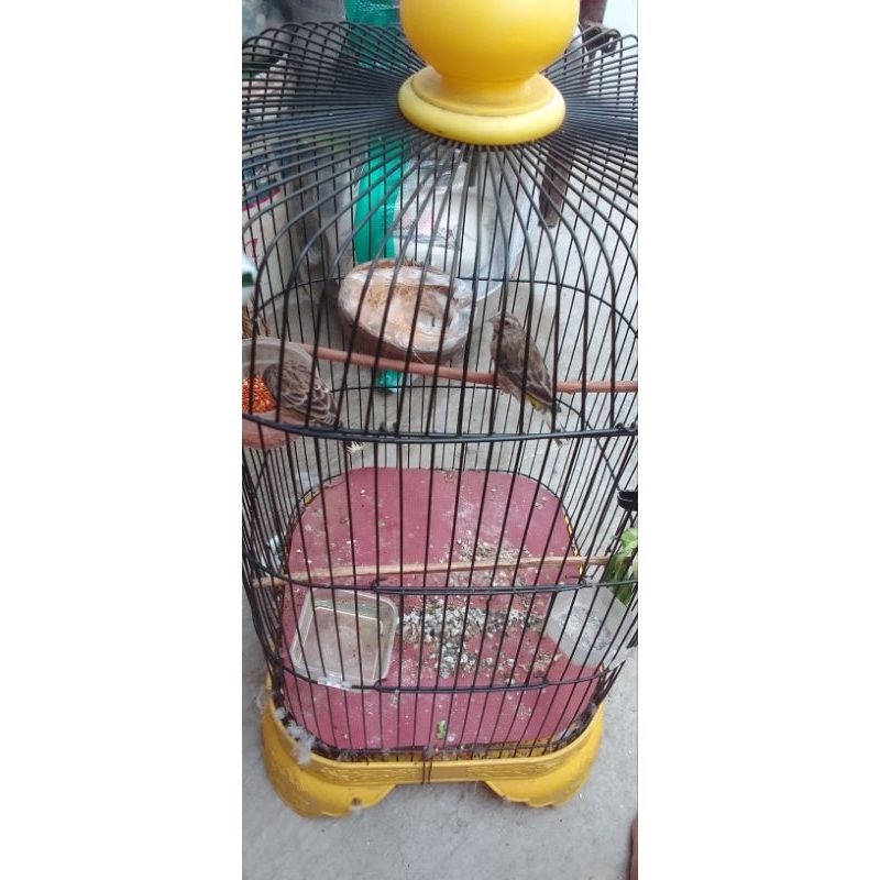 burung blackthroat gacor buka sayap