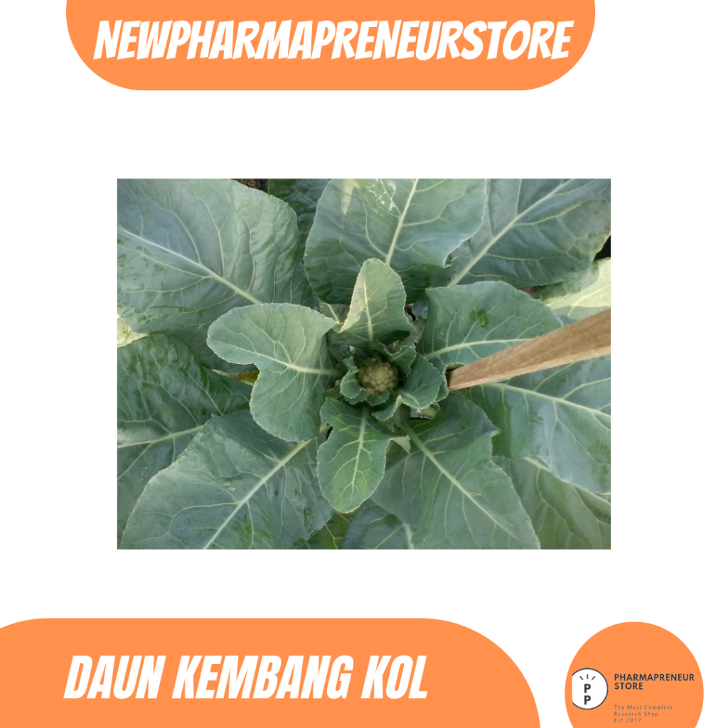 

DRIED SERBUK DAUN KEMBANG KOL BEST QUALITY