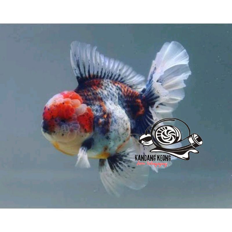 perlengkapan akuarium pw calico oranda rosetail hiasan aquarium