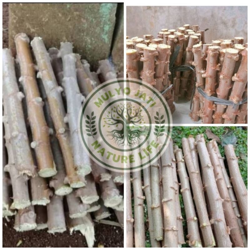 

Batang singkong konsumsi pulen dan enak