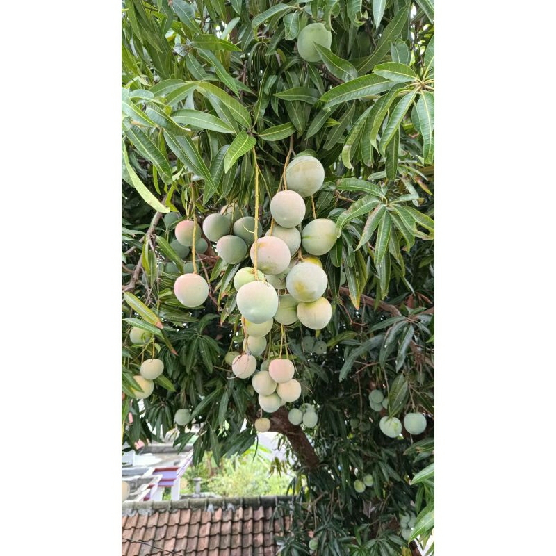 

MANGGA APEL 1kg