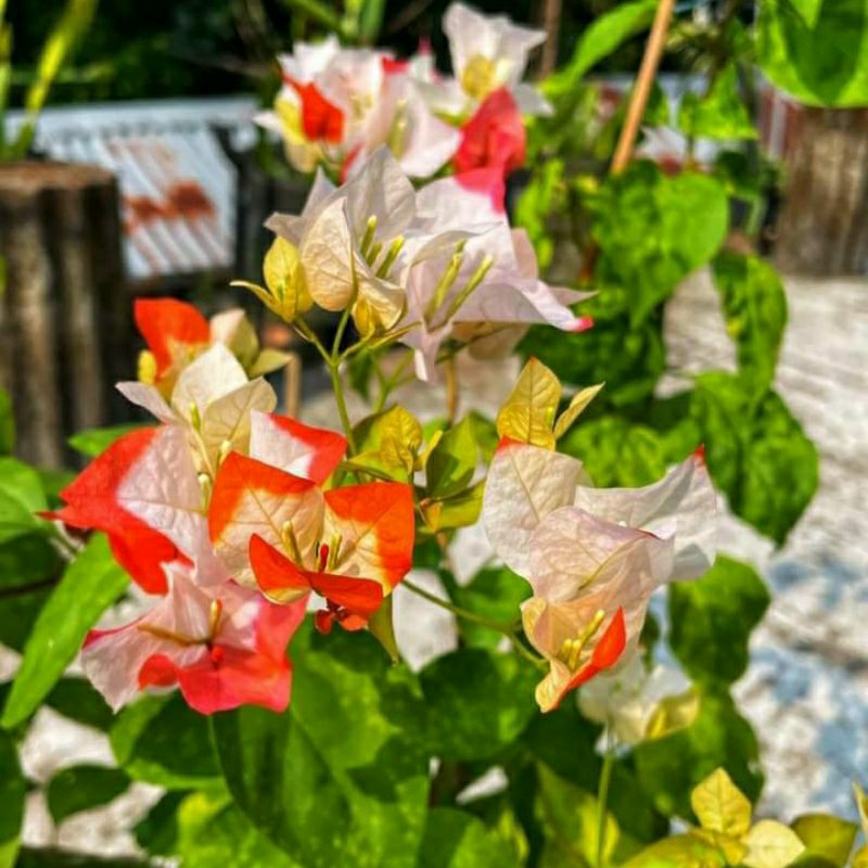 Bunga Bougenville Maharani