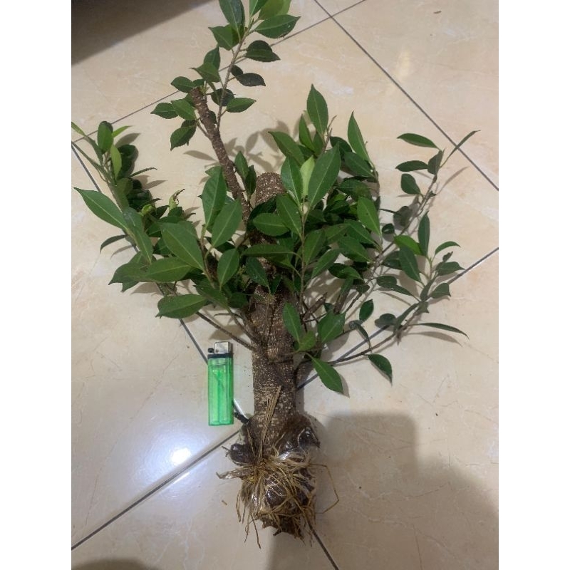 kimeng pugagan paket isi 5