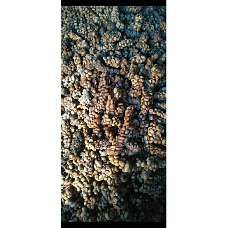 

Kopi Luwak Robusta Asli Temanggung - Fermentasi Alami, Rasa Khas & Premium