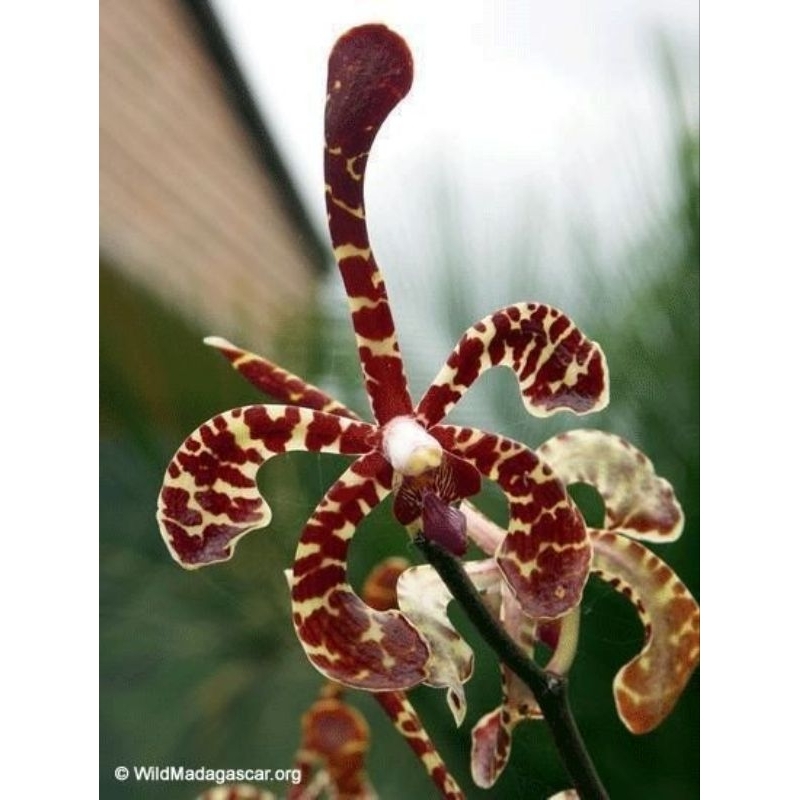 anggrek kalajengking anggrek tanah murah