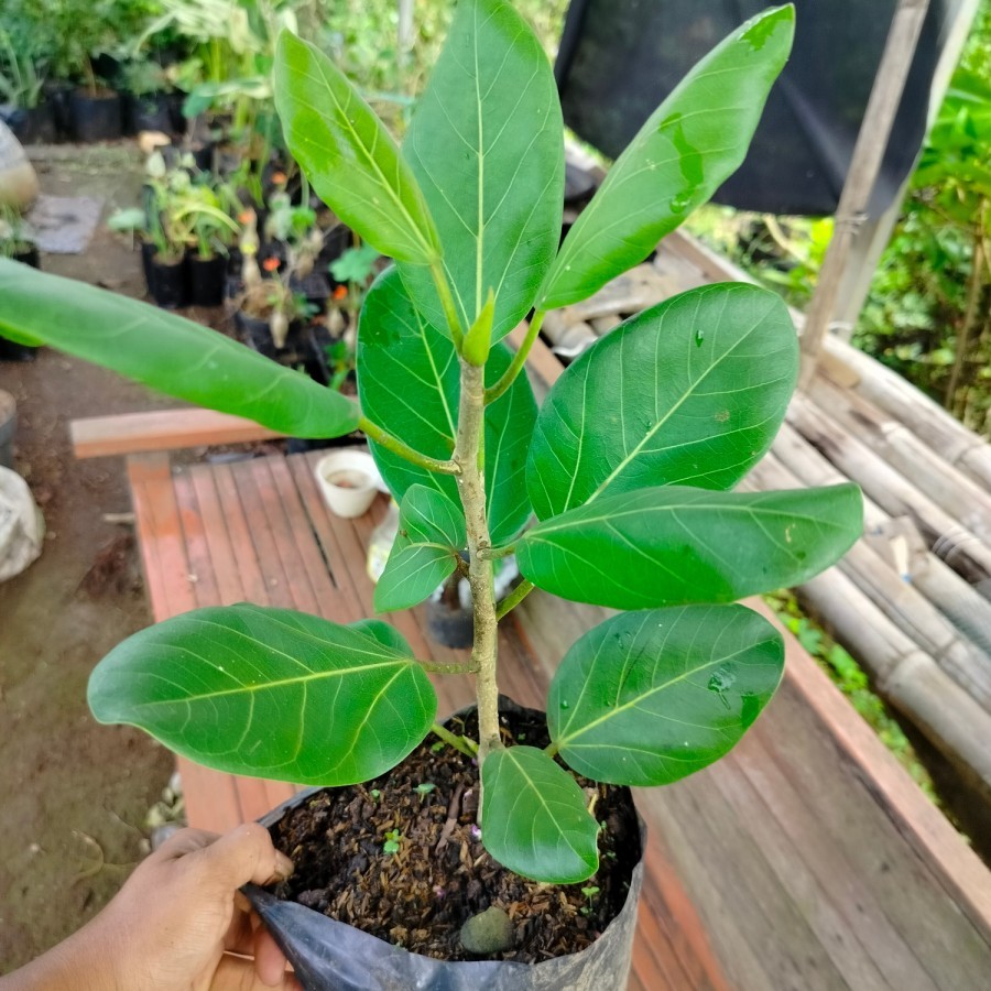 BIBIT BONSAI IMPORT ficus benghalensis audrey Ficus cantik ASLI