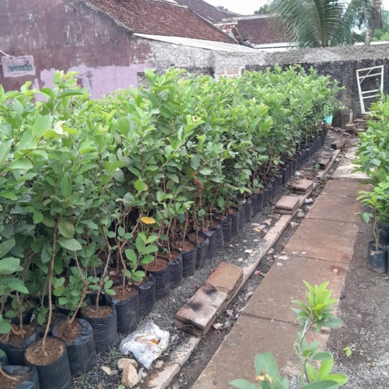 

jambu kristal