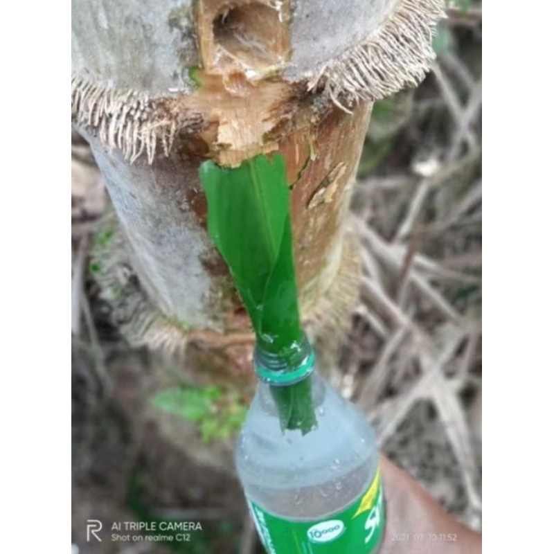

Air dari pohon bambu