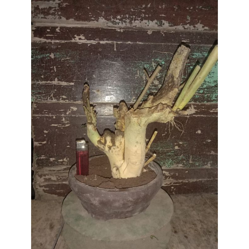 bahan bonsai serut dongkelan berkarakter tua