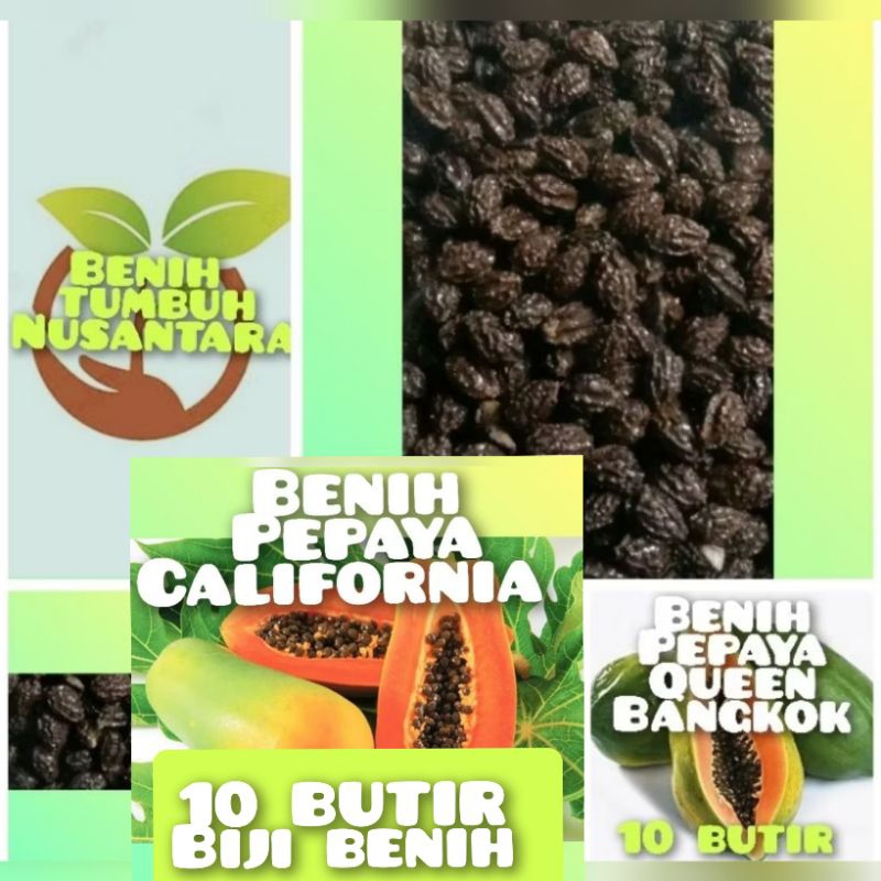 BENIH buah PEPAYA CALIFORNIA,PEPAYA QUEEN BANGKOK