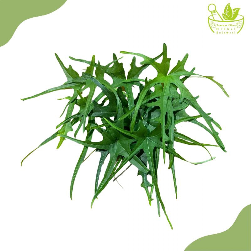 

Daun Gedi/Mustajab/Kalingsir Segar (150 Gram)