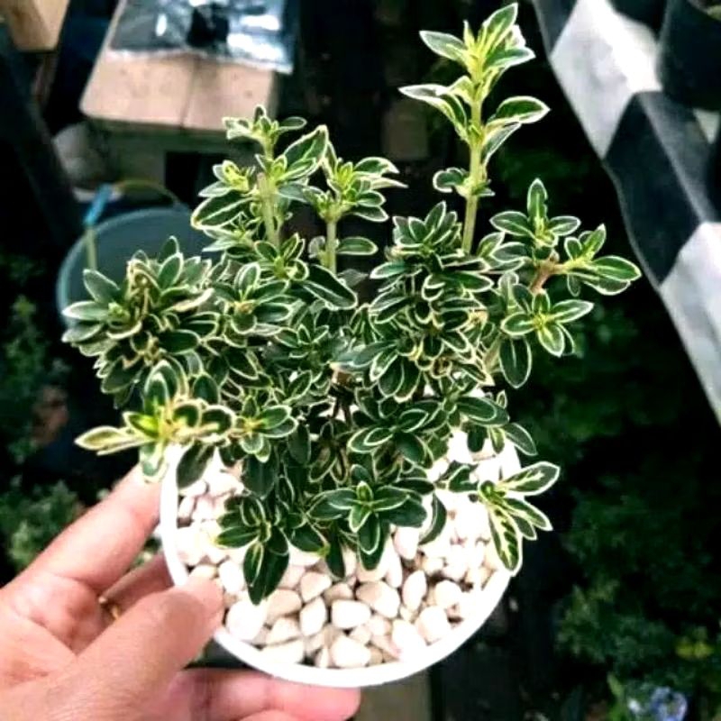 ( BISA COD ) Promo Beli 5 Gratis 1 Tanaman Hias Seribu Bintang bahan bonsai