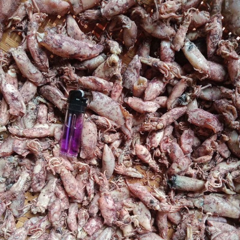 

cumi asin ukuran dewasa 500 gr