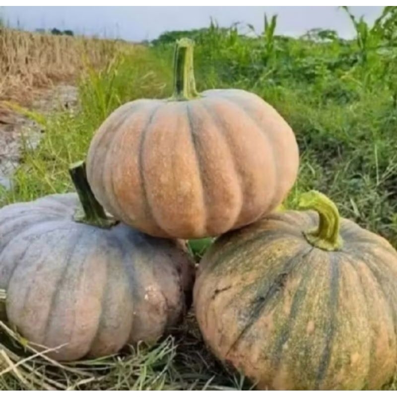 Biji Benih Labu Kuning 25 Biji Super Jumbo Biji Labu Waloh Manis / Biji Benih Labu waluh