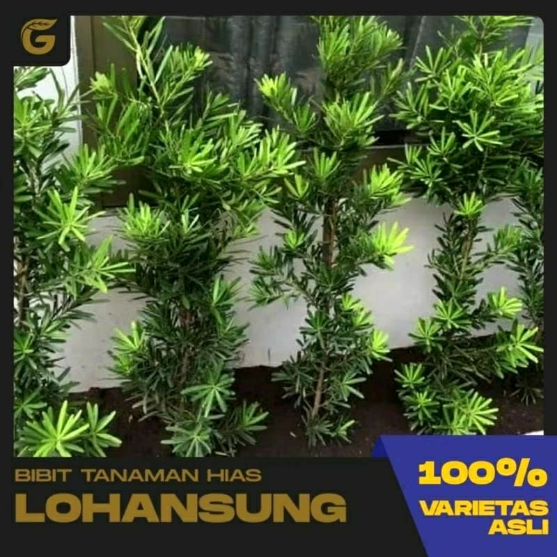 tanaman hias bahan bonsaI Lohansung mawar