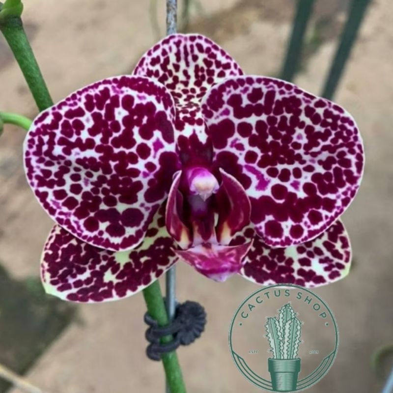 Anggrek bulan dewasa Black Leopard / Bunga Hidup Anggrek Bulan Dewasa Tanaman hias Anggrek Bulan Dew