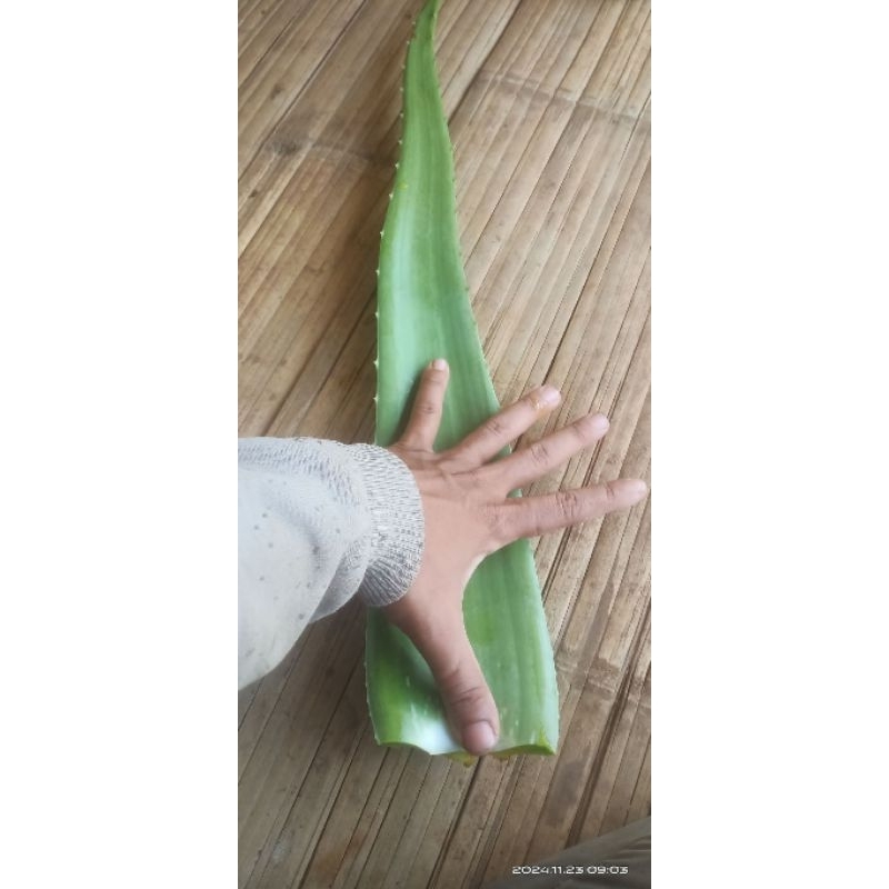

pelepah lidah buaya