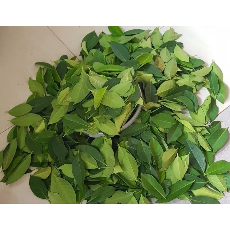 

Daun Salam 10 gr