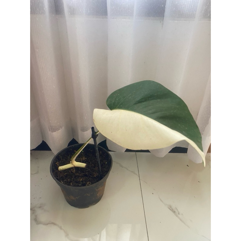 MONSTERA ALBO HALFMOON VARIGATA