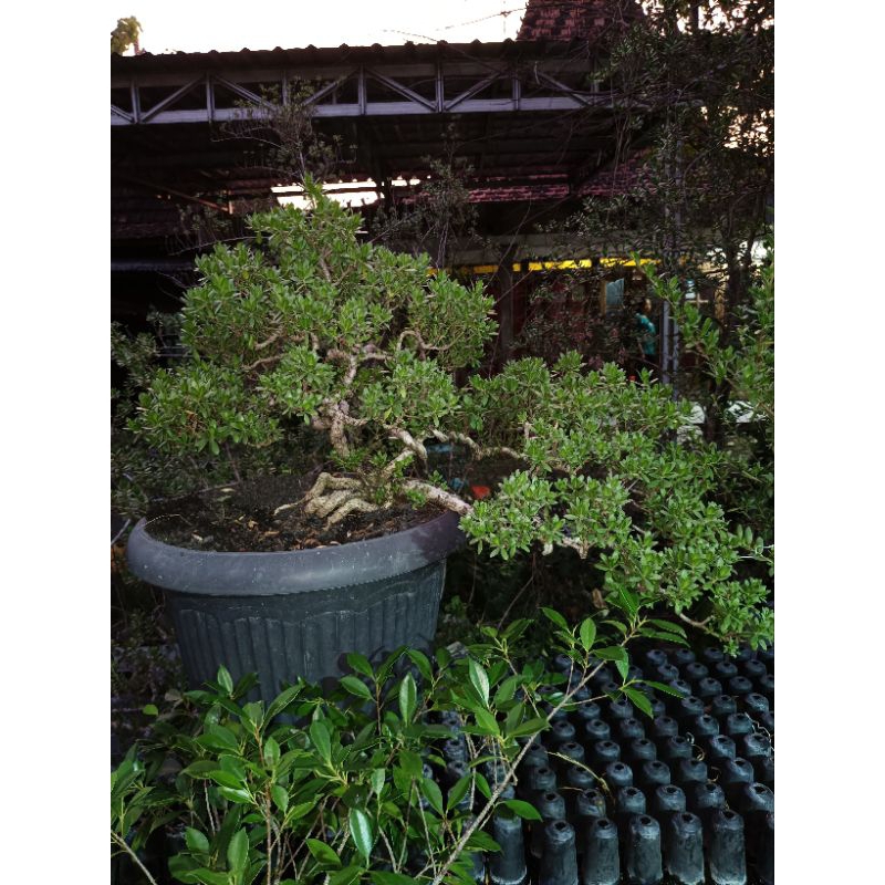 BONSAI SANTIGI MAWAR SUPER SIAP PAJANG