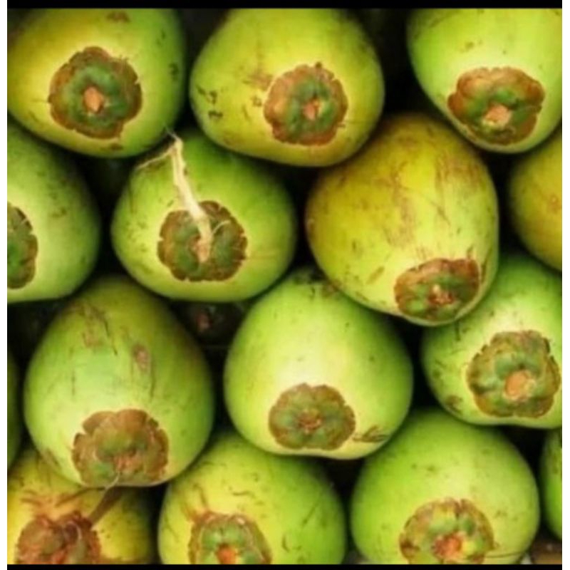 

Kelapa hijau asli kaya akan manfaat 1 pcs