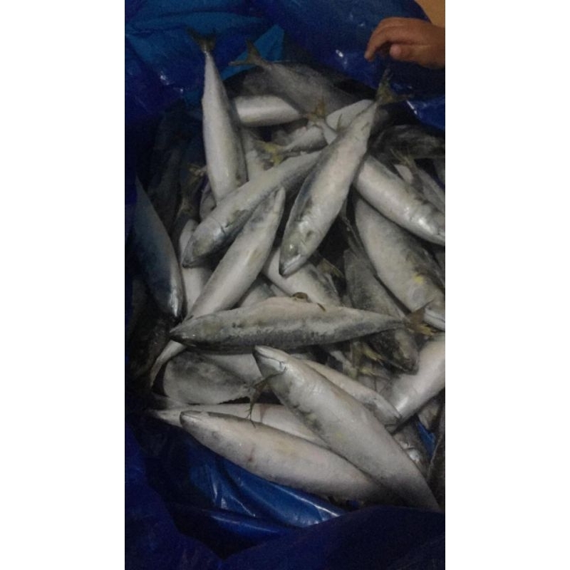 

ikan salem