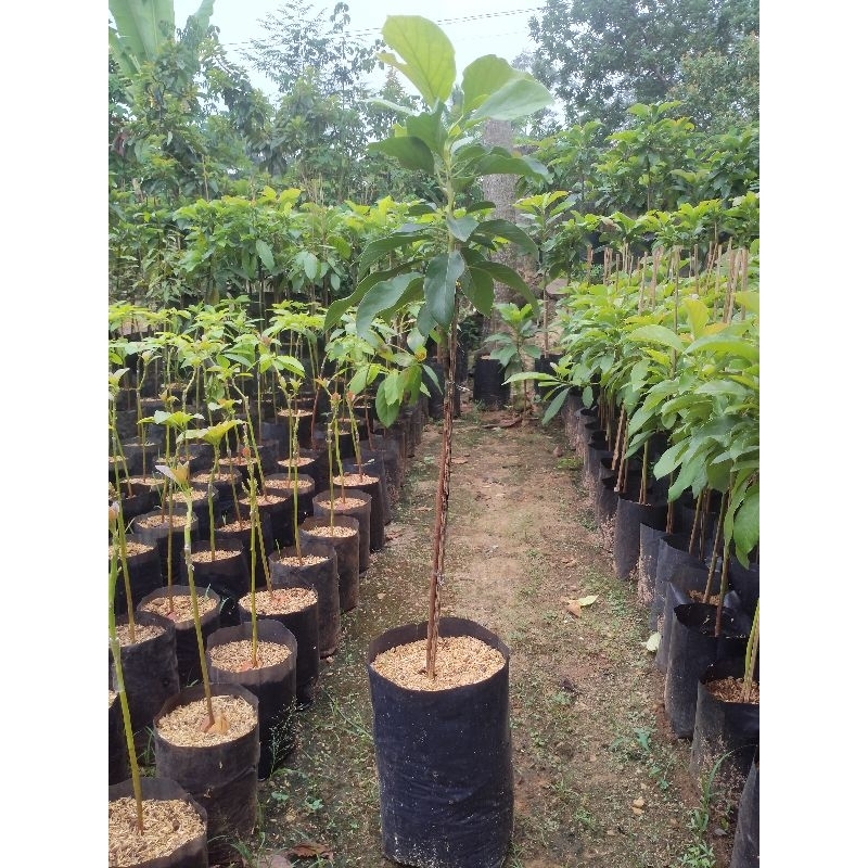 bibit alpukat siger 1/sibatu 80-90cm