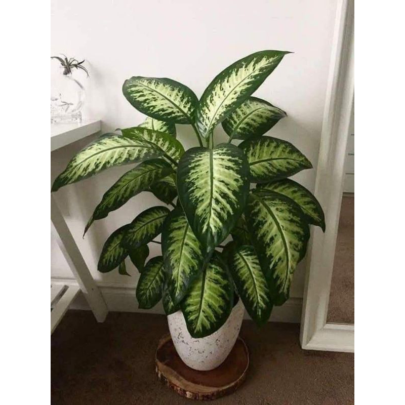 tanaman kesehatan belanceng varigata - tanaman anti virus - tanaman hias