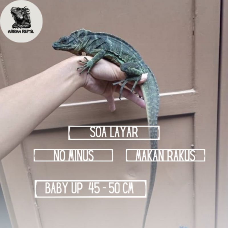 mainan baby up soa layar celebensis 45 - 50 +/- cm