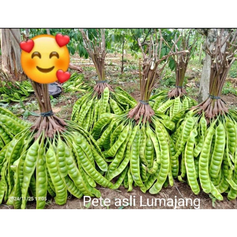 

Pete 1 ikat/Pete satu ikat/petai 1 ikat/Pete 10 papan