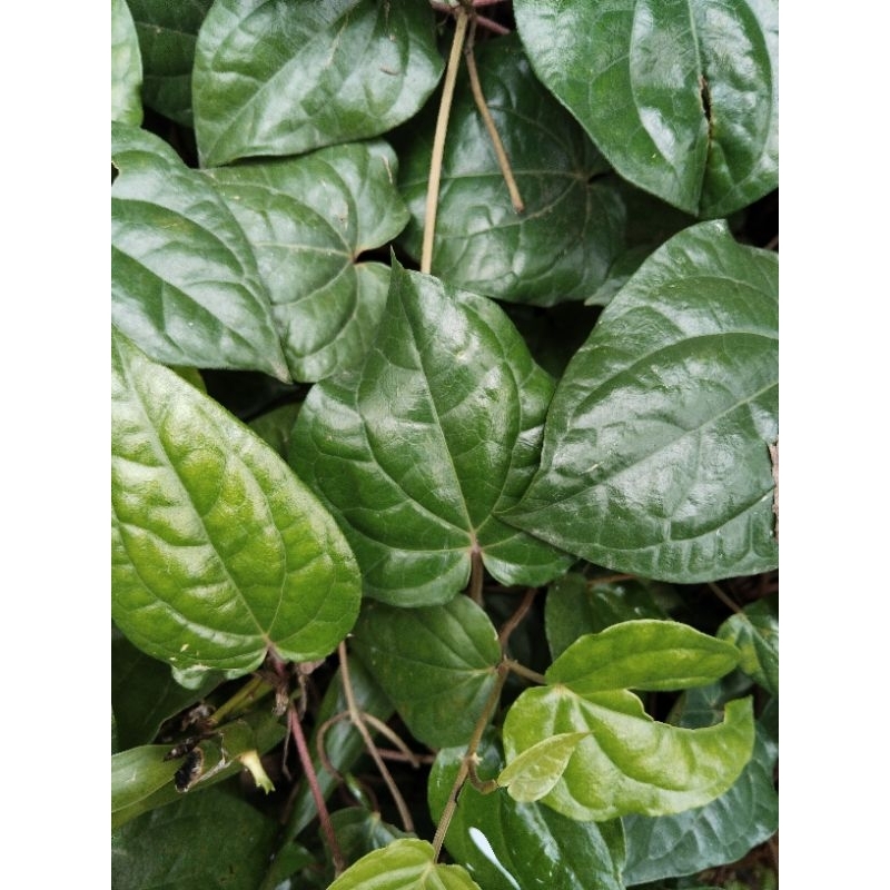 

DAUN SIRIH HIJAU FRESH 50 lembar