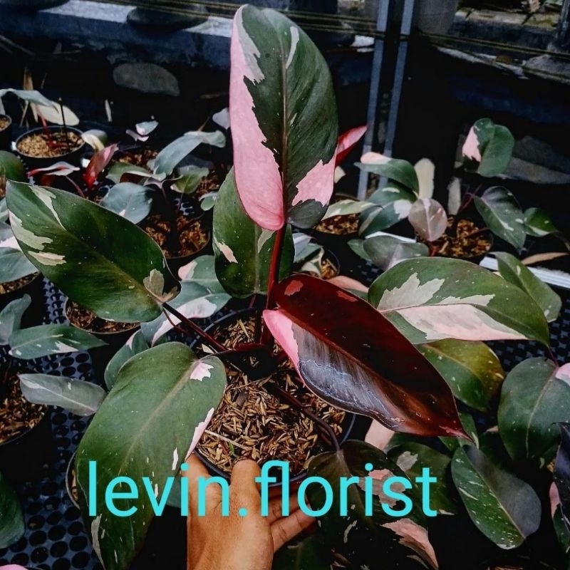 Philodendron pink princess / bibit tanaman hias bunga rambat merambat