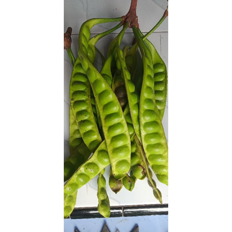 

Petai 1kg isi 15 lonjor