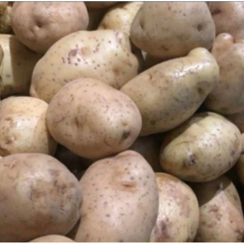 

ubi kentang super/kentang asli dieng 1kg kentang pilihan press murah