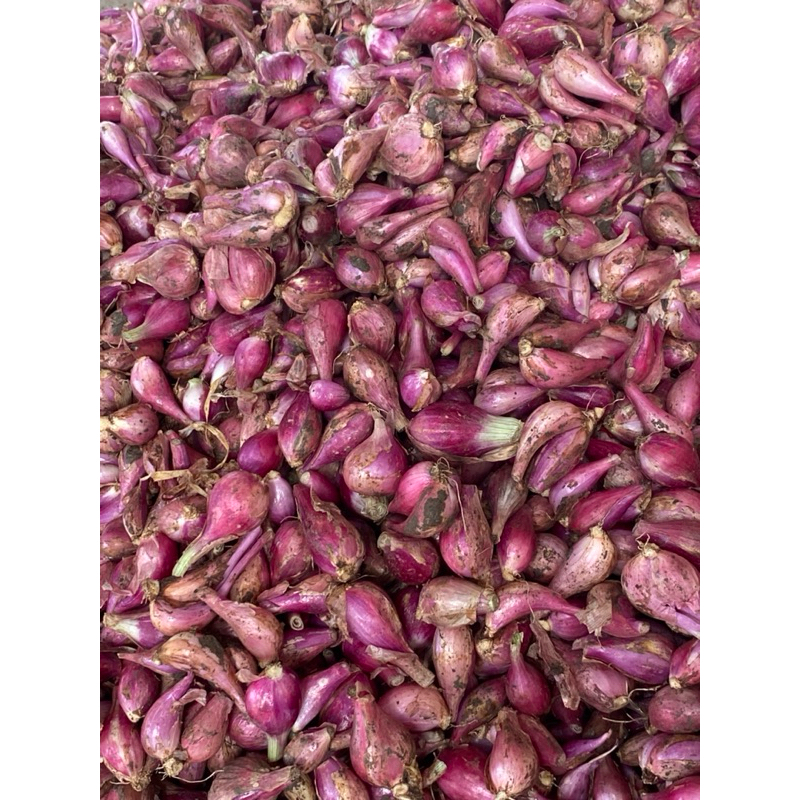 

Bawang Merah Brebes Kupas Besar Dan Sedang