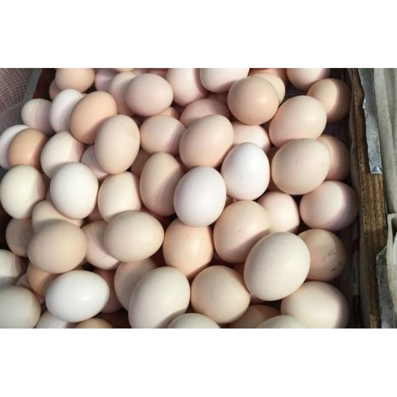 

telor kampung 1krat