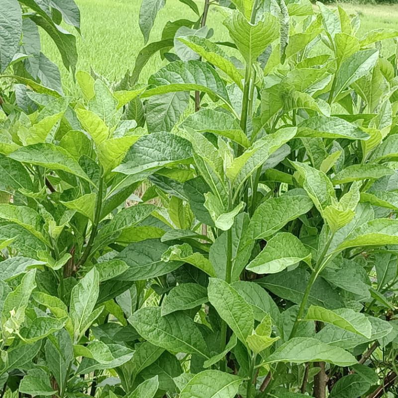 

DAUN AFRIKA SEGAR 500 GRAM